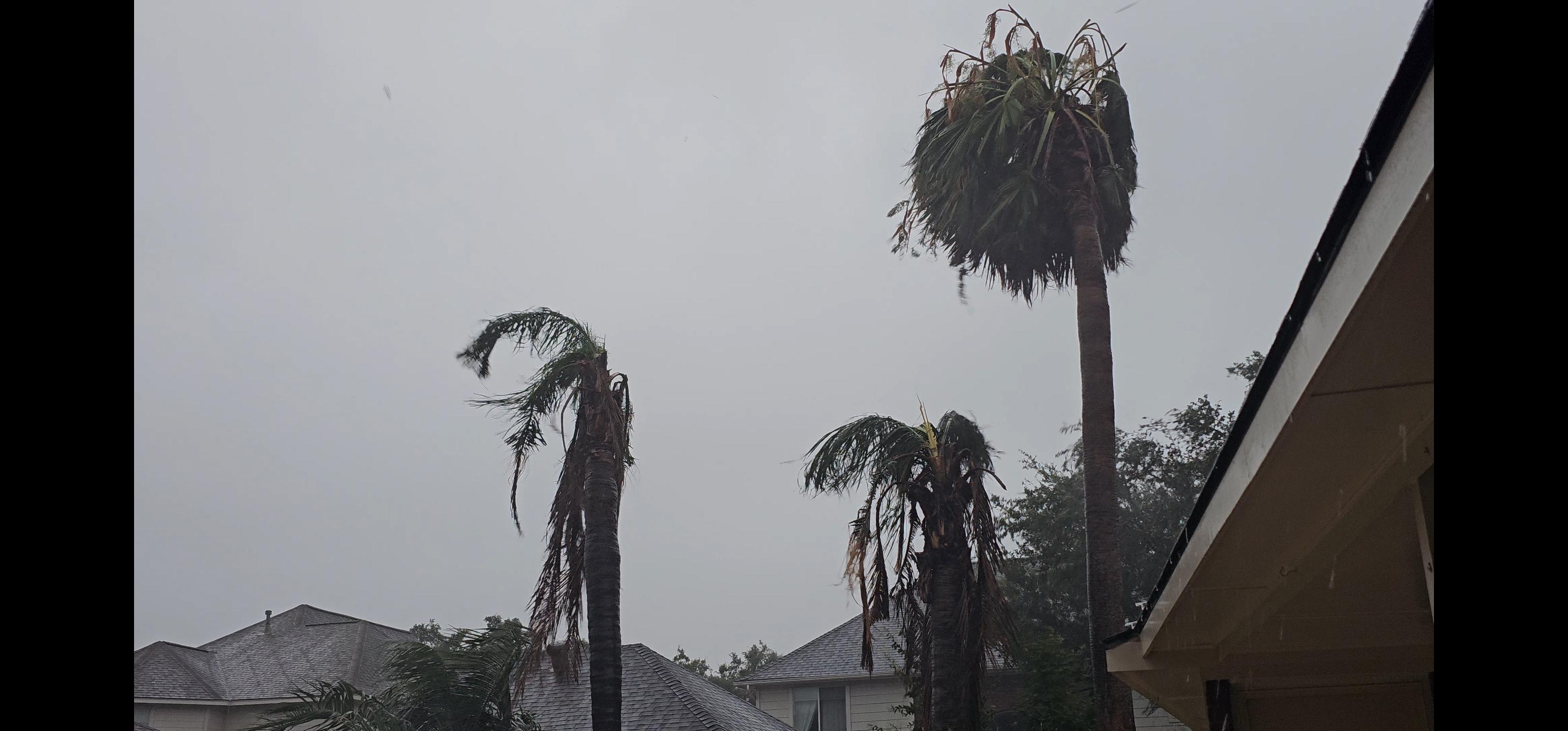 Palm Tree Expert Consulting For Hurricane Damaged Palm Trees